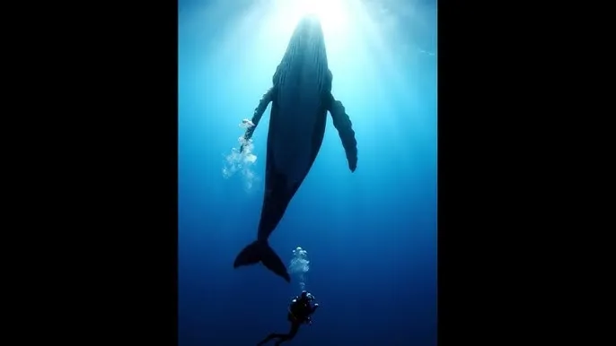 意趣盎然 - 深蓝星球：探索海洋深处的未知世界